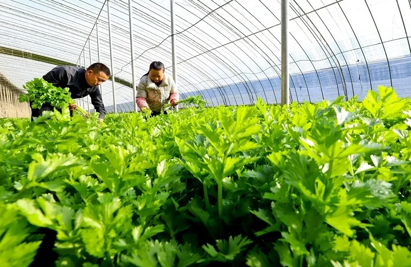 الكرفس كنز غذائي متكامل.. فوائده الصحية ومحاذير استخدامه